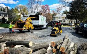 Best Lawn Disease Treatment  in Trucksville, PA