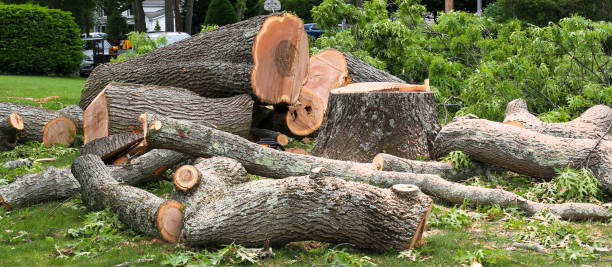 Best Tree Trimming and Pruning  in Trucksville, PA
