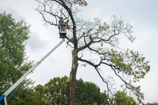 Best Commercial Tree Services  in Trucksville, PA